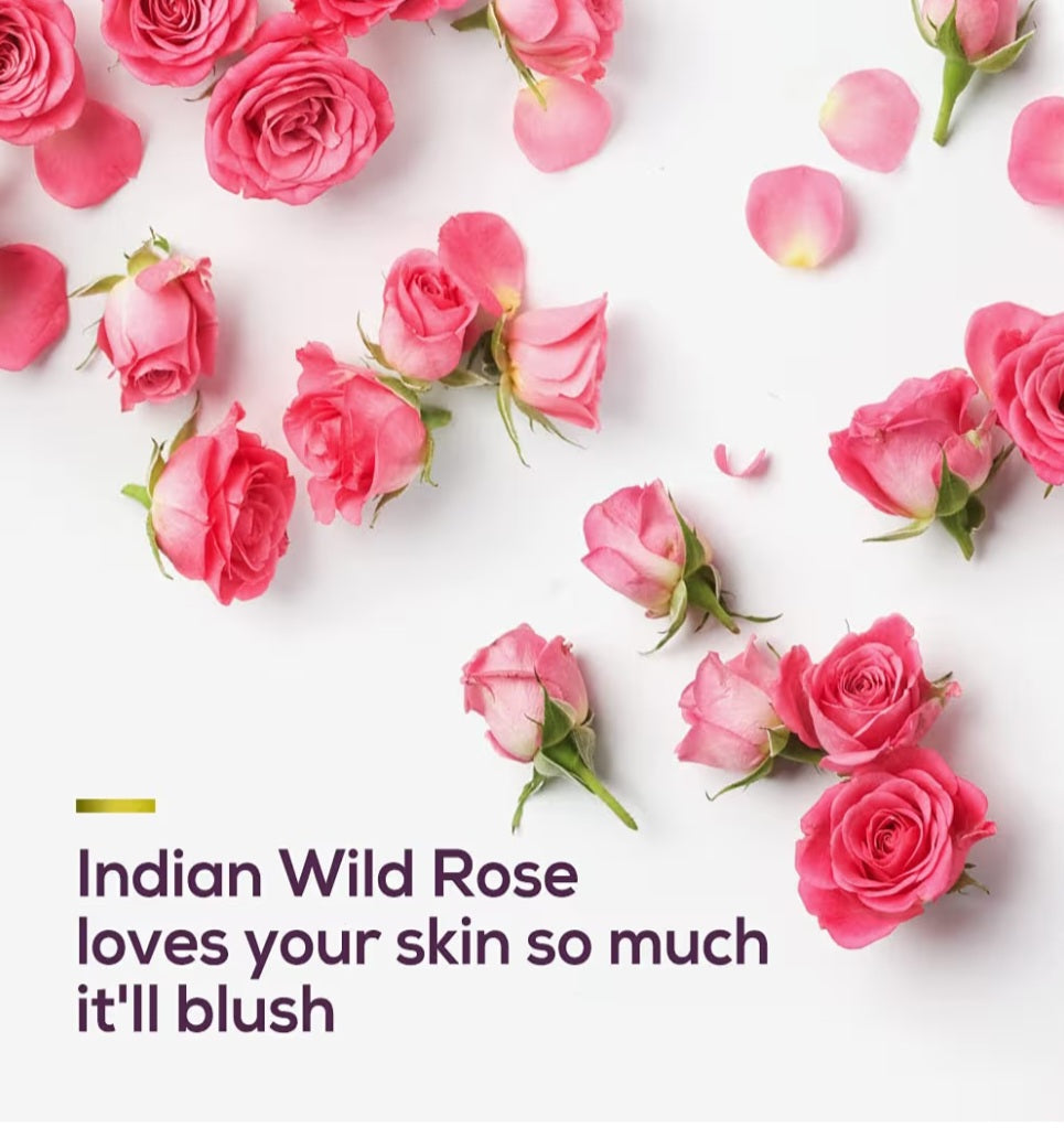 Body Wash & Shower Gel- Santoor Blushing Body Wash enriched with Indian Wild Rose & Himalayan Honey for Refreshed and Fragrant Skin which gives 99% Germ Protection - 230ml